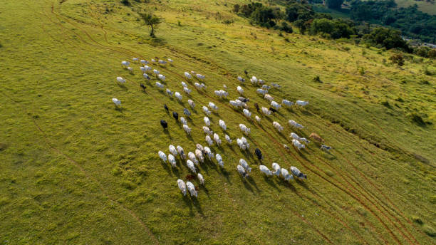 troupeau nelore cattel sur pâturage vert - pasture photos et images de collection