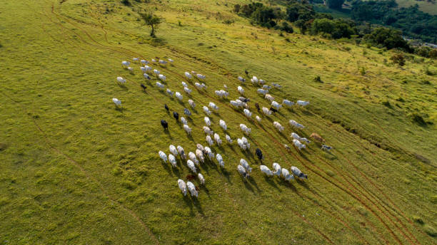 Herd nelore cattel on green pasture Aerial view of herd nelore cattel on green pasture in Brazil ranch stock pictures, royalty-free photos & images