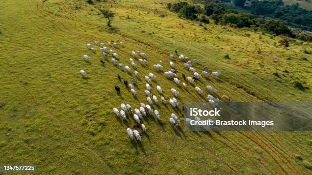 Herd Nelore Cattel On Green Pasture Stock Photo - Download Image Now - Cattle, Livestock, Nelore