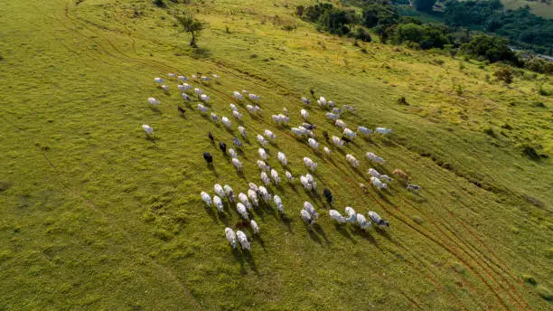 Aerial view of herd nelore cattel on green pasture in Brazil