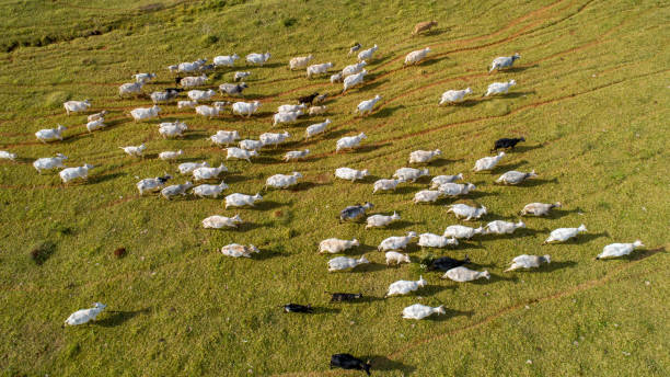 istock Herd nelore cattel on green pasture 1347577233