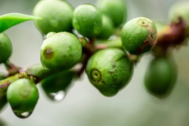 Photo of Coffee beans on coffee tree, branch of a coffee tree with ripe fruits with dew.