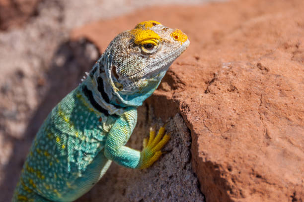 обыкновенная ошейниковая ящерица - arizona wildlife стоковые фото и изображения