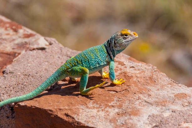 обыкновенная ошейниковая ящерица - lizard collared lizard reptile animal стоковые фото и изображения