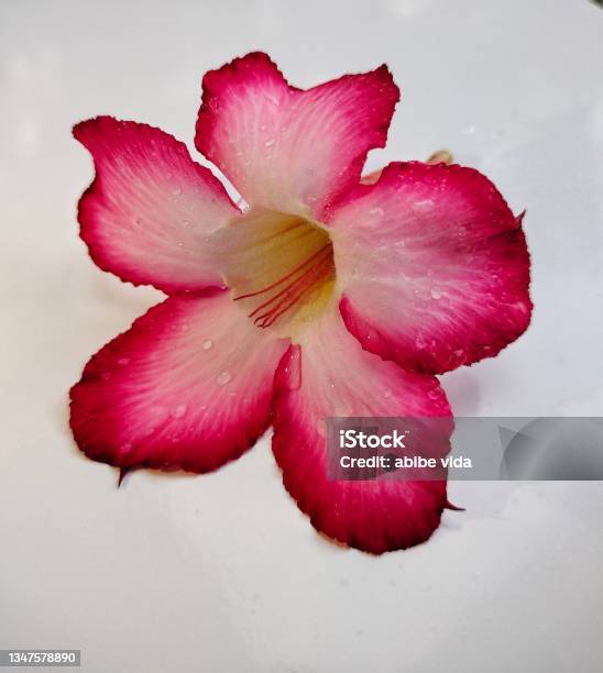 Red Adenium Flower Stock Photo - Download Image Now - Adenium Obesum, Beauty, Beauty In Nature