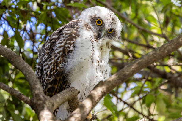 パワフルフクロウ - powerful owl ストックフォトと画像