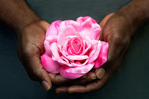 Close-up of black man's hands holding single pink rose cradled in his palms and fingers offering it toward camera. Love, gift, giving, valentine concept.