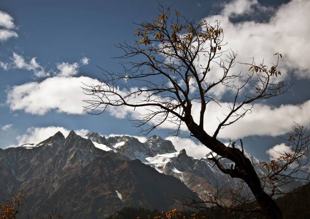 Autumn fall tree with blue sky and Himalayan Mountains An Autumn fall tree with blue sky and Himalayan Mountains betula utilis stock pictures, royalty-free photos & images