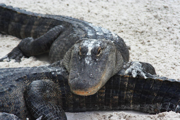 Alligators on sand resting on each other Two alligators on sand resting on each other chinese alligator alligator sinensis stock pictures, royalty-free photos & images