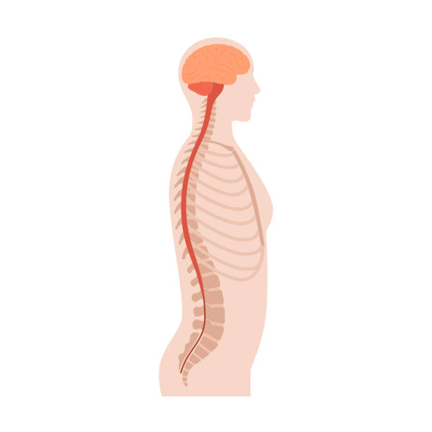 ilustrações, clipart, desenhos animados e ícones de anatomia da medula espinhal - human vertebra