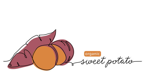 ilustraciones, imágenes clip art, dibujos animados e iconos de stock de ilustración vectorial de tubérculos de batata. dibujo de arte de una línea con letras de batata orgánica - raw potato sweet potato vegetable food
