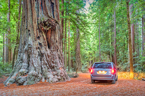 Van drives beside giant redwood tree in Jedediah Smith Redwoods State Park, part of Redwood National Park in California, USA at dawn.