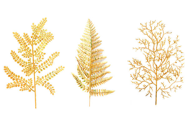 istock Gold branch of a fern 134758606