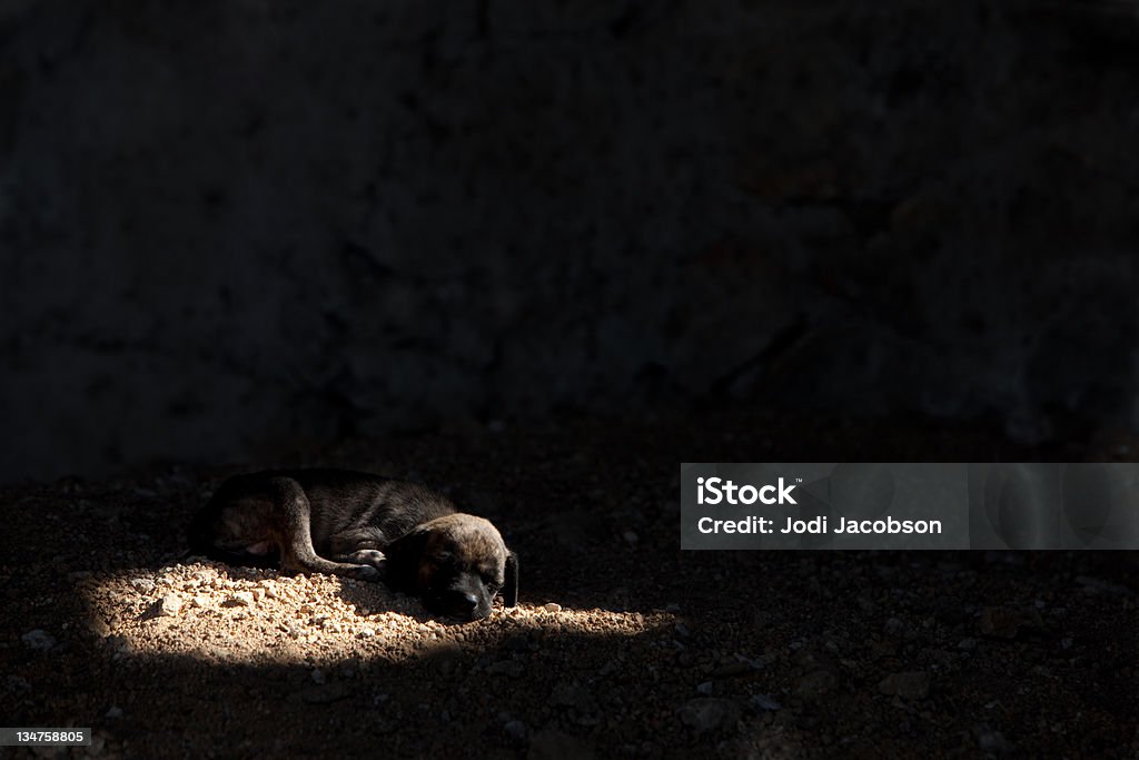 slum dog puppy alone in a broken down structure in the city.  a.m. Animal Stock Photo