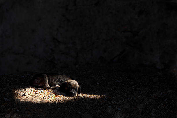 slum dog puppy alone in a broken down structure in the city. a.m. nasty dog stock pictures, royalty-free photos & images