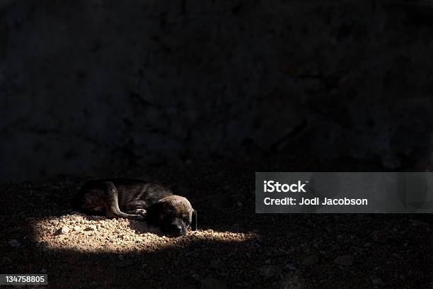 Slum Dog Stock Photo - Download Image Now - Animal, Animal Cruelty, Animal Welfare