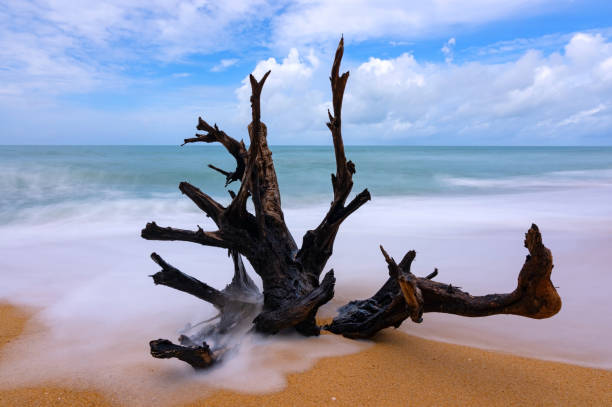 istock The dry tree big roots on sandy beach with long exposure image of wave sea background Blue sky clouds background 1347589009