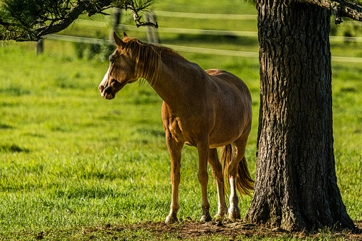One horse standing by a tree and looking away.