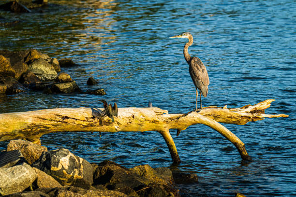 A great blue heron and a green heron sharing a tree limb.