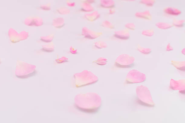 istock pink rose petals on a white background 1347589920