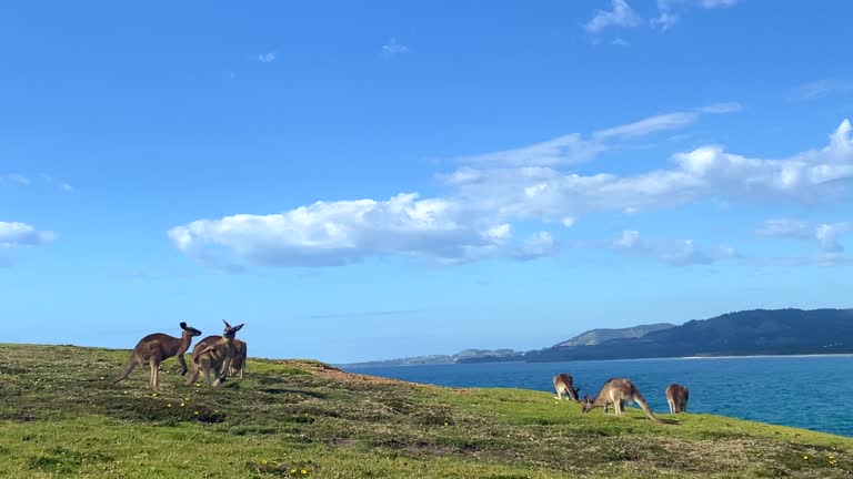 Horizontal seascape of wild kangaroos hopping and relaxing on cliff above blue ocean waves seen on headland walk at Emerald Beach near Coffs Harbour NSW Australia