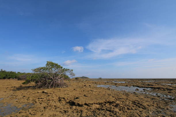 istock Sea tide at mangrove forests in Indonesia 1347595966