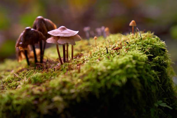 istock Forest Mushrooms on a Stump 1347597040