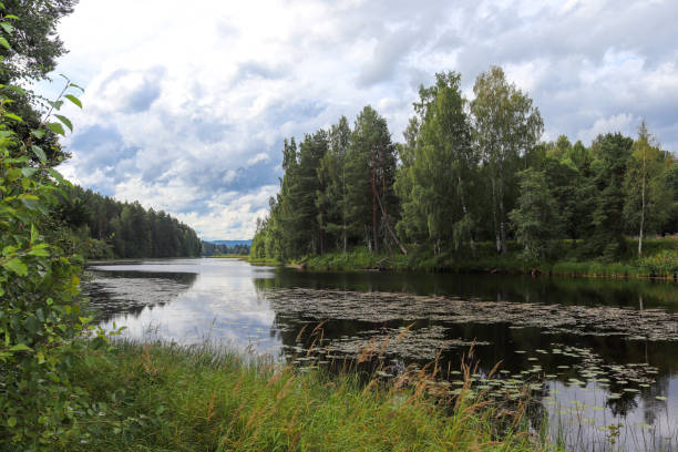 istock Ljusnan river and forest on both sides of river in a cloudy summer day 1347598022