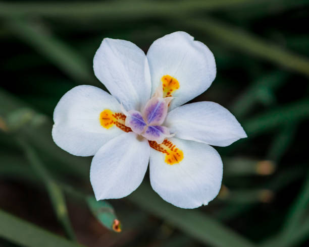 istock Beautiful white flower close up 1347601524