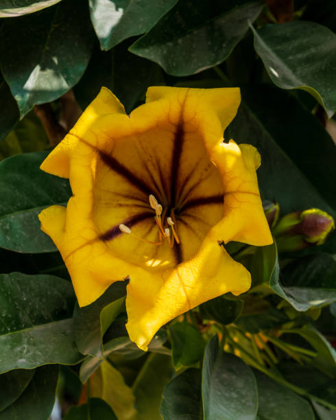 istock Yellow big flower close up 1347601544