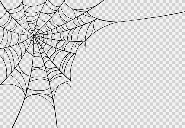 halloween party hintergrund mit spinnweben isoliert png oder transparente textur, leerraum für text, elementvorlage für poster, broschüren, online-werbung, vektorillustration - spinnennetz stock-grafiken, -clipart, -cartoons und -symbole