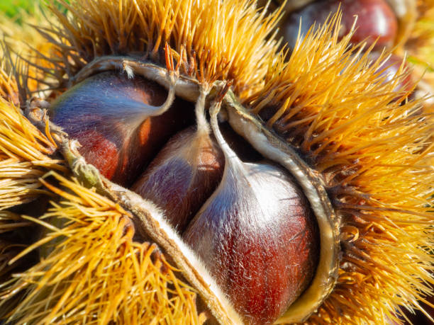 macro view on chestnut. close view. chestnuts of brown color. nature background. fall season. food background - sweet food chestnut yellow brown imagens e fotografias de stock