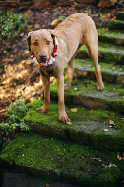 istock Retriever in Christmas collar on moss steps 1347609550