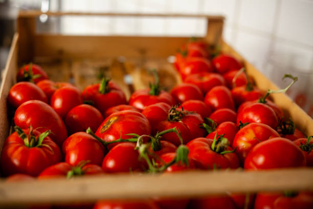 istock fresh organic italian tomatoes for sauce 1347610598