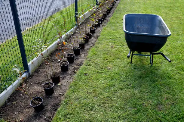 planting potted plants in a row along the fence. hornbeam seedlings on the edge of the lawn will form a hedge. the gardener lands in a row and takes him to the wheelbarrow, carpinus, betulus,