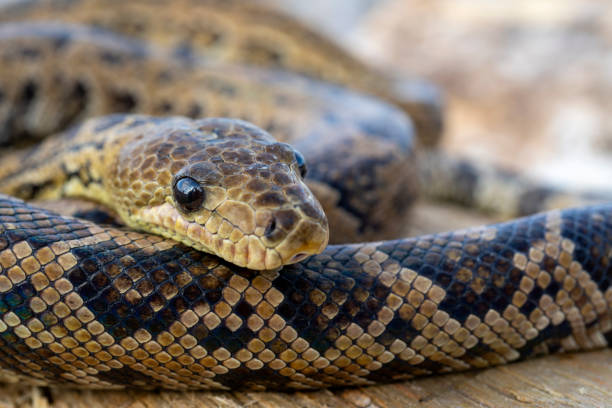 istock snake Chilabothrus angulifer 1347612808