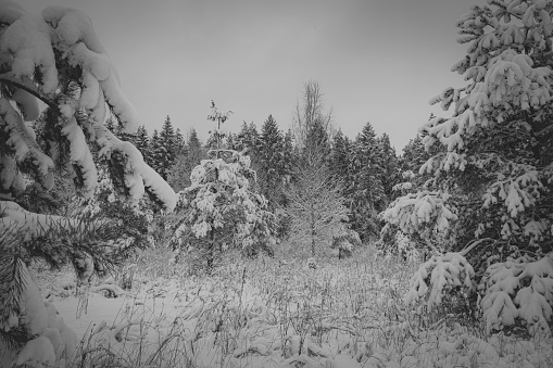 Interior of eastern hemlock (Tsuga canadensis) in snow. Black and white.
