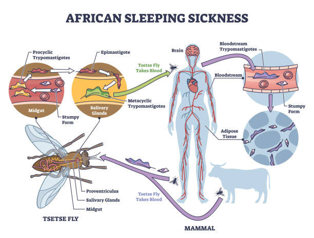 ilustrações, clipart, desenhos animados e ícones de doença do sono africana ou diagrama de ilustração de tripanosomiase africano - doença de chagas