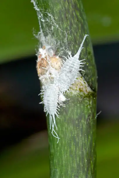Closeup of a  long-tailed mealybug - Pseudococcus longispinus (Pseudococcidae) on an orchid leaf, mealybugs are pests that feed plant juices. Insect on the orchid.