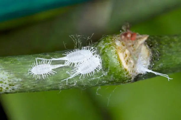 Closeup of a  long-tailed mealybug - Pseudococcus longispinus (Pseudococcidae) on an orchid leaf, mealybugs are pests that feed plant juices. Insect on the orchid.