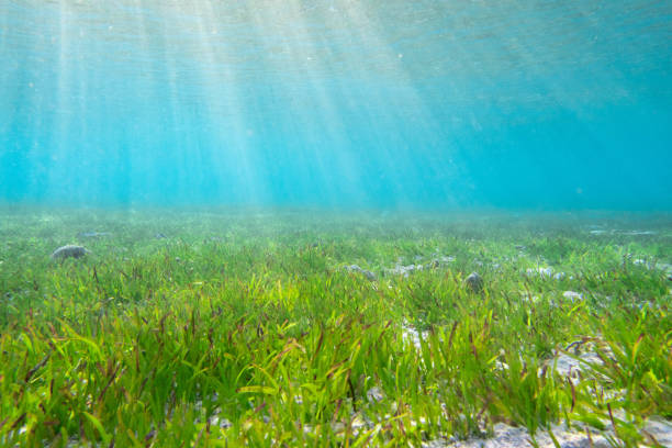 łąka trawy morskiej - sea grass zdjęcia i obrazy z banku zdjęć