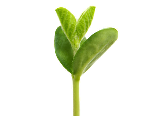 istock Young soybean plant isolated on white, Glycine max 1347617886
