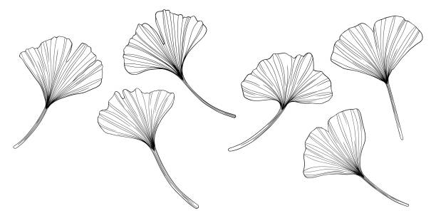 은행나무잎은 흰색으로 분리되어 있습니다. 손으로 그린 벡터 그림. - ginkgo tree stock illustrations