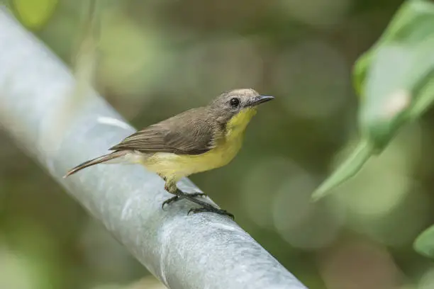 The attractive Golden-bellied Gerygone (Gerygone sulphurea) posing