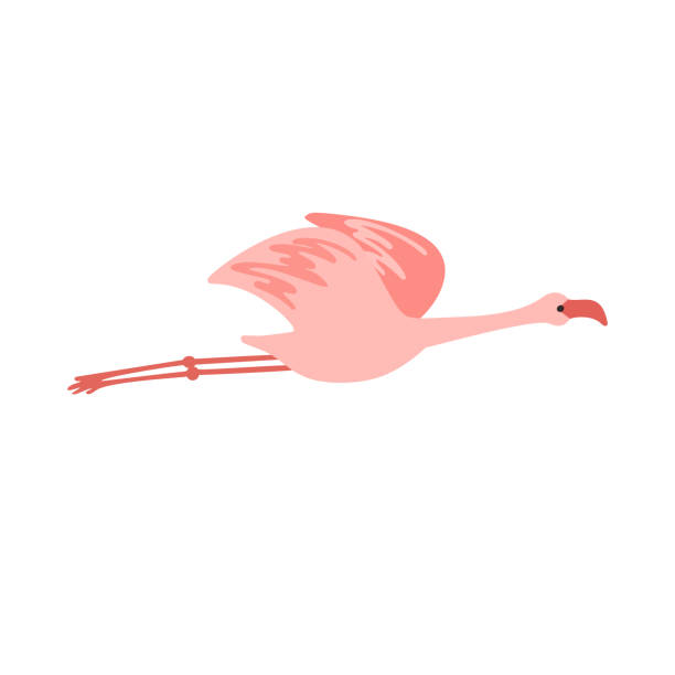 illustrations, cliparts, dessins animés et icônes de voler mignon rose pâle avec des ailes ouvertes flamant rose - flamingo bird isolated animal leg