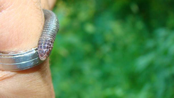Snake looks like worm.
Exotic veterinarian examines worm snake in the forest.
it's called also Iberian worm lizard, or European worm lizard.
blind snake is a non venomous.
wildlife vet.
reptile la serpiente parece un gusano.
veterinario exótico examina serpiente gusano en el bosque.
también se llama lagarto gusano ibérico, o lagarto gusano europeo.
la serpiente ciega es una serpiente no venenosa.
veterinario de vida silvestre.
reptil