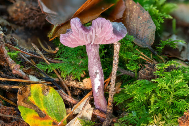 istock purple lacquer funnel between leaves and pine needles on the forest floor 1347621405