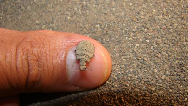 Antlion, larva stage.
Exotic vet, Biologist holding an ant lion.
life cycle of an antlion, Stages.
Camouflage Animals.
Arthropods, invertebrates, bugs, bug, insects, animal, wild nature, wildlife antlion, etapa larvaria.
veterinario exótico, biólogo sosteniendo un león hormiga.
ciclo de vida de un antlion, etapas.
animales de camuflaje.
artrópodos, invertebrados, insectos, insectos, insectos, animales, naturaleza salvaje, vida silvestre