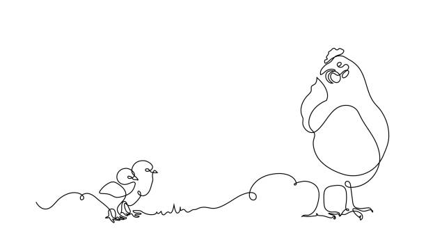 One line drawing of a chicken family – hen and chicks. One line drawing of a chicken family – hen and chicks. Chickens walking on the farm. Hen looks after the chickens. Successful farming minimalism concept. Vector illustration. continuous line drawing bird stock illustrations