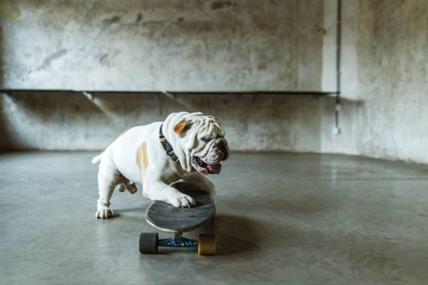 istock English bulldog on a skateboard. 1347624737
